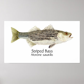 Gestreifter Bass Art Poster