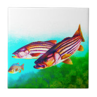 Gestreifter Bass-AtlantikStriper