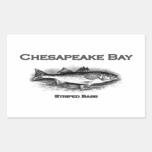 Gestreifter Baß Chesapeake Bays Rechteckiger Aufkleber