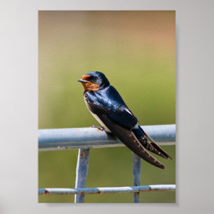 Gestreifter Elegance Schlucken auf dem Zaun Poster