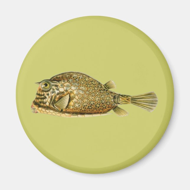 Gestreifter Kofferfisch Magnet (Vorne)