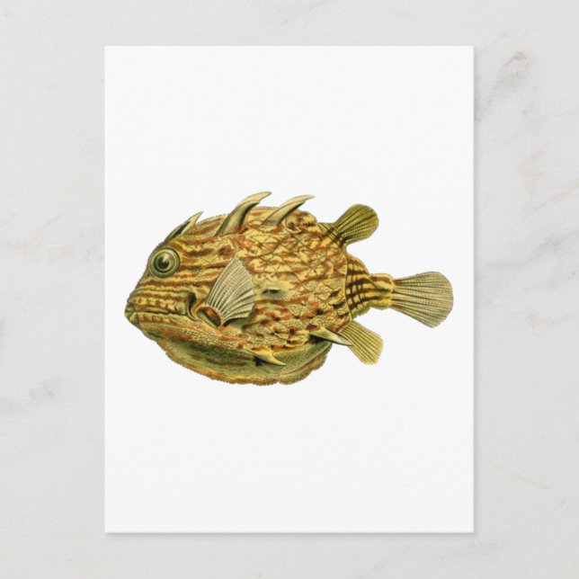 Gestreifter Kuhfisch Postkarte (Vorderseite)