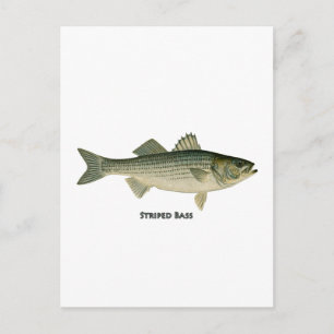 gestreiftes Bass-Logo Postkarte