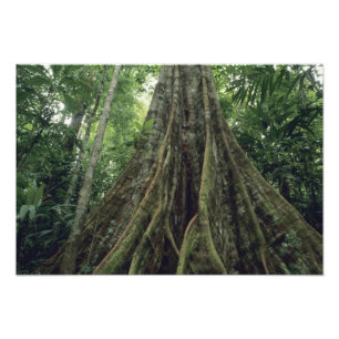Gestützter Baum im Regenwald, Corcovado Fotodruck