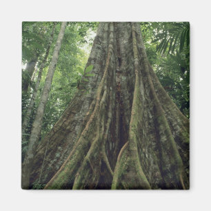 Gestützter Baum im Regenwald, Corcovado Magnet