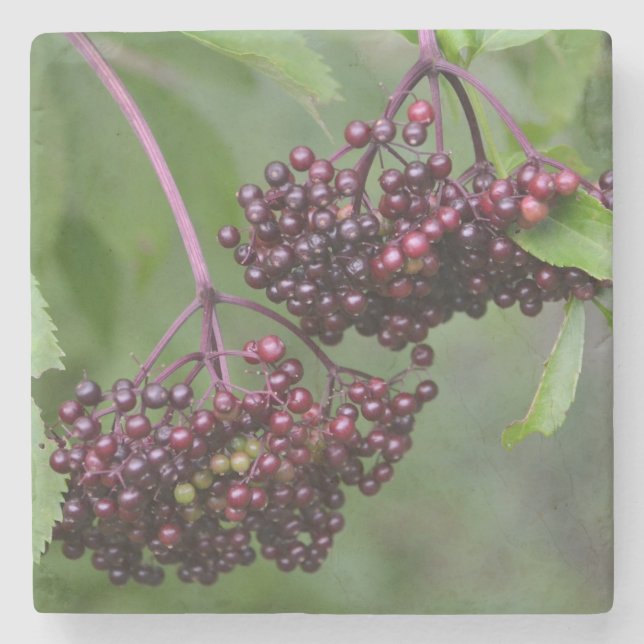 Gesunde Elderberries Steinuntersetzer (Vorderseite)