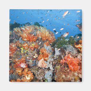 Gesunde Riffstruktur, Komodo Nationalpark Magnet