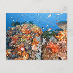 Gesunde Riffstruktur, Komodo-Nationalpark Postkarte