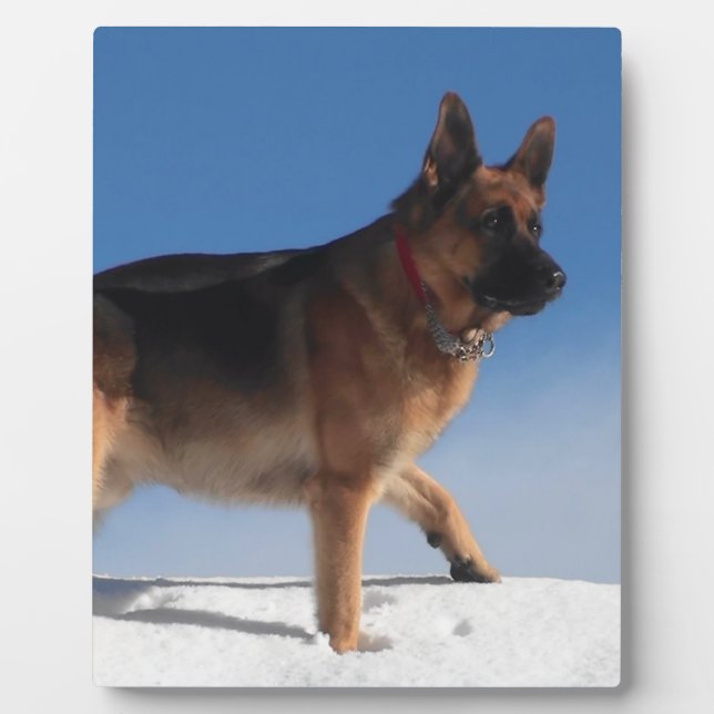 Gesunder und glücklicher deutscher Schäferhund Fotoplatte (Vorderseite)