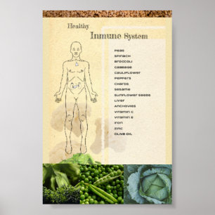 Gesundes Poster Immun System