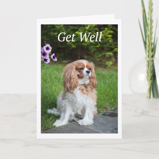 Get Well Blume Cavalier King Charles Spanschleier Karte (Vorderseite)