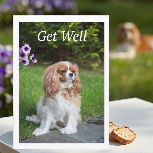 Get Well Blume Cavalier King Charles Spanschleier Karte (Von Creator hochgeladen)