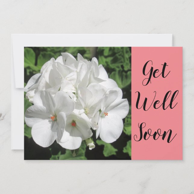 Get Well White Geranium Fotografy (Vorderseite)