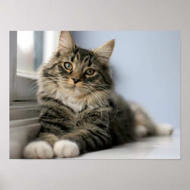 Getigerte Katze an einem Fenster Poster (Vorne)