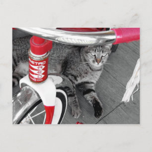 Getigerte Katze Postkarte