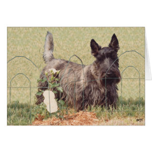 Getigerter Schottischer Terrier mit Rosen