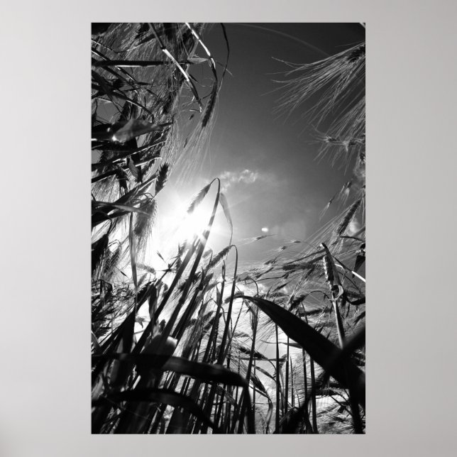 Getreide Schwarz Weiß Poster (Vorne)