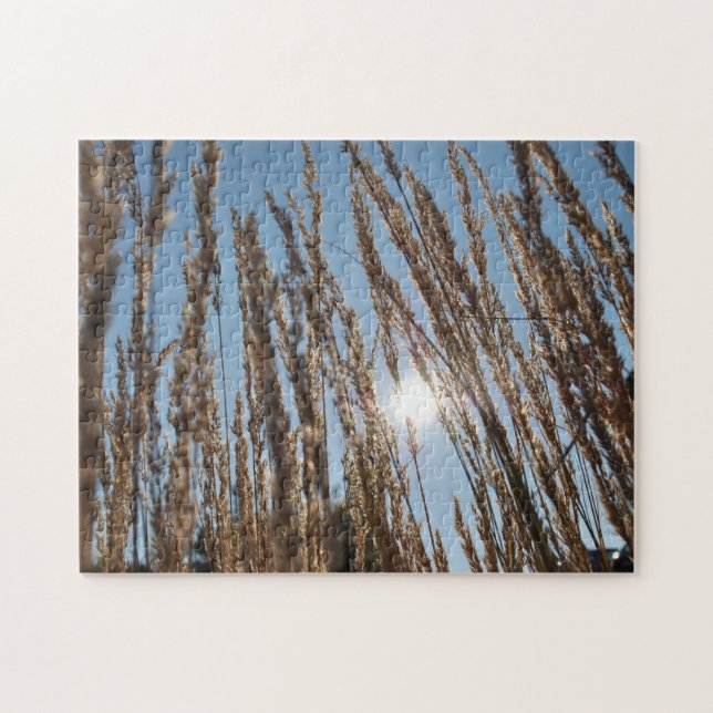 Getreidemais Feldernte Sonne Schönes Foto (Horizontal)