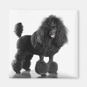Getrimmter schwarzer Pudel Magnet