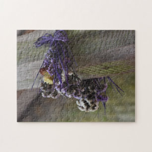 Getrocknete Blume auf einem Foto aus Holz