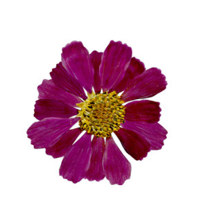 Getrocknete Blume Wasserfarbe Bridal Dusche Einlad Einladung