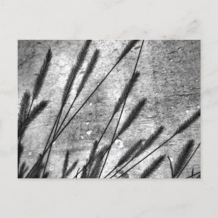 Getrocknete Gras-Betonwand Schwarz und Weiß Postkarte