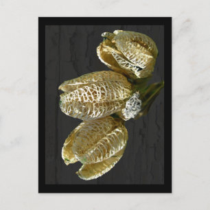 Getrocknete Lily Seed Pods Postkarte