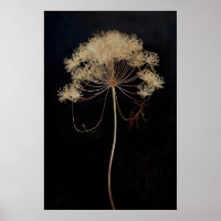 Getrocknete Queen's Lace Blume Dark Academia, Dunk