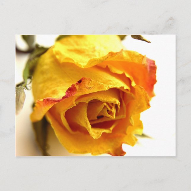 Getrocknete Rose Postkarte (Vorderseite)