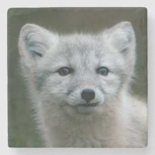 Getty Bilder  arktischer Fox-Ausrüstung Steinuntersetzer