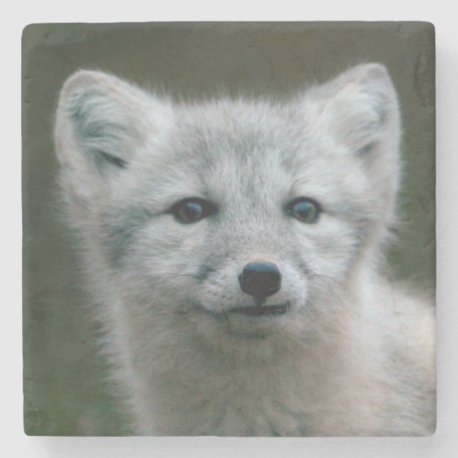 Getty Bilder| arktischer Fox-Ausrüstung Steinuntersetzer (Vorderseite)