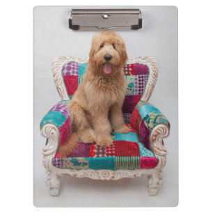 Getty Bilder   niedliches Goldendoodle Klemmbrett