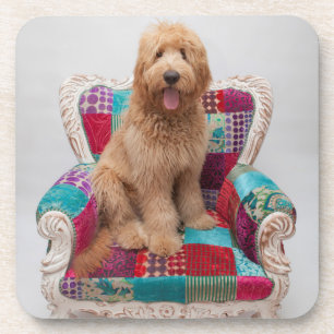 Getty Bilder niedliches Goldendoodle Untersetzer