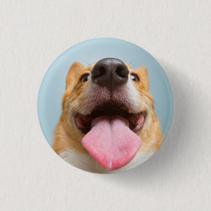 Getty Bilder sehr glücklicher Corgi Button