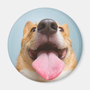 Getty Bilder sehr glücklicher Corgi Magnet
