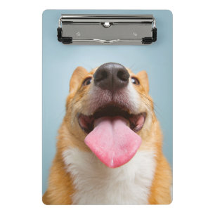 Getty Bilder  sehr glücklicher Corgi Mini Klemmbrett