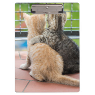 Getty Bilder   zwei Kätzchen auf einem Balkon Klemmbrett