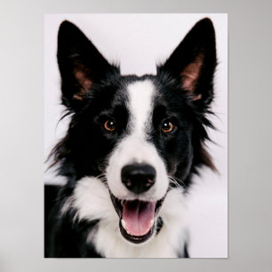 Getty Images   A Smiling Border Collie Poster