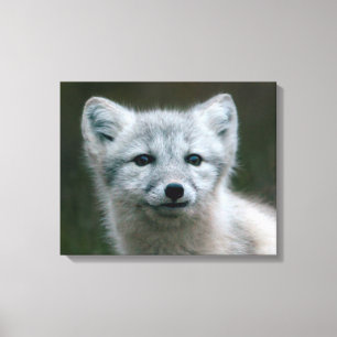 Getty Images   Arctic Fox Kit Leinwanddruck