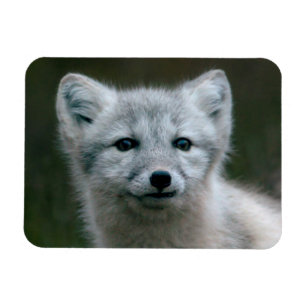 Getty Images   Arctic Fox Kit Magnet