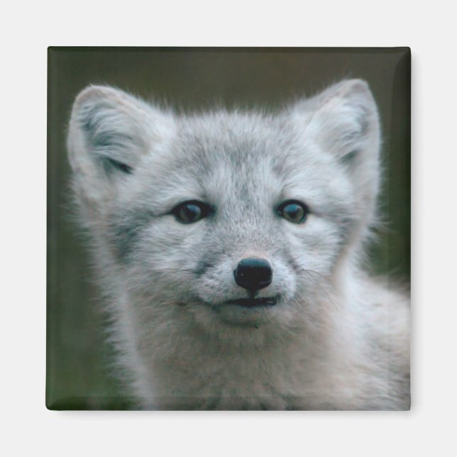 Getty Images | Arctic Fox Kit Magnet (Vorne)