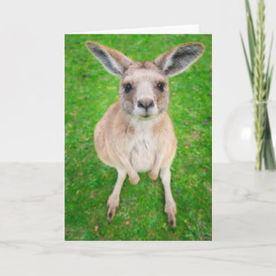 Getty Images   Baby Kangaroo Karte