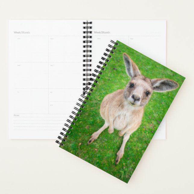 Getty Images | Baby Kangaroo Planer (Anzeige)