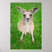 Getty Images | Baby Kangaroo