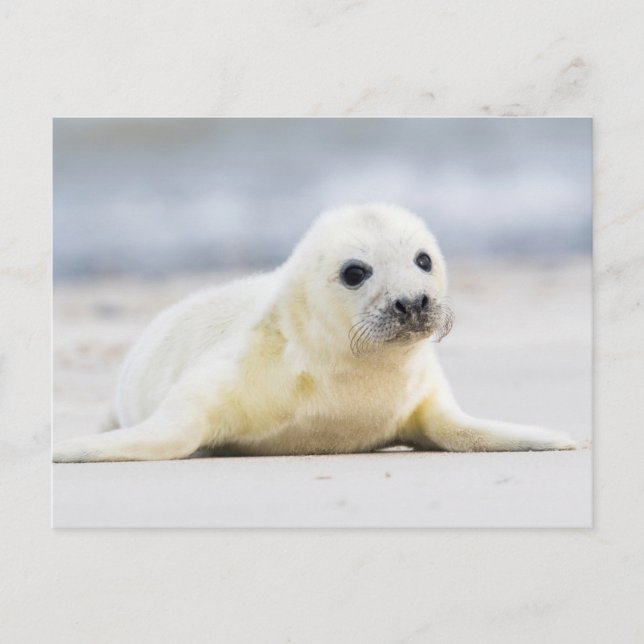 Getty Images | Baby-Siegel Postkarte (Vorderseite)