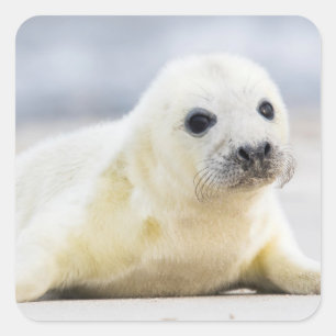 Getty Images Baby-Siegel Quadratischer Aufkleber