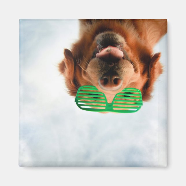 Getty Images | Brillenhund Magnet (Vorne)