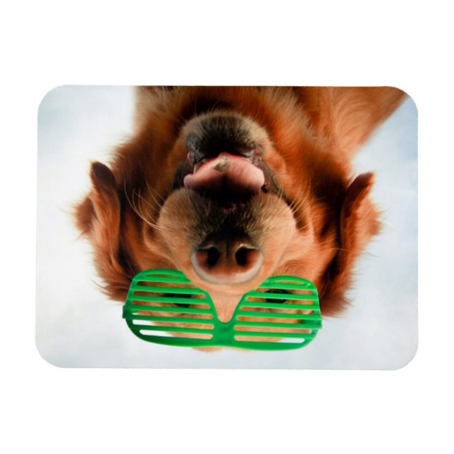 Getty Images | Brillenhund Magnet (Horizontal)
