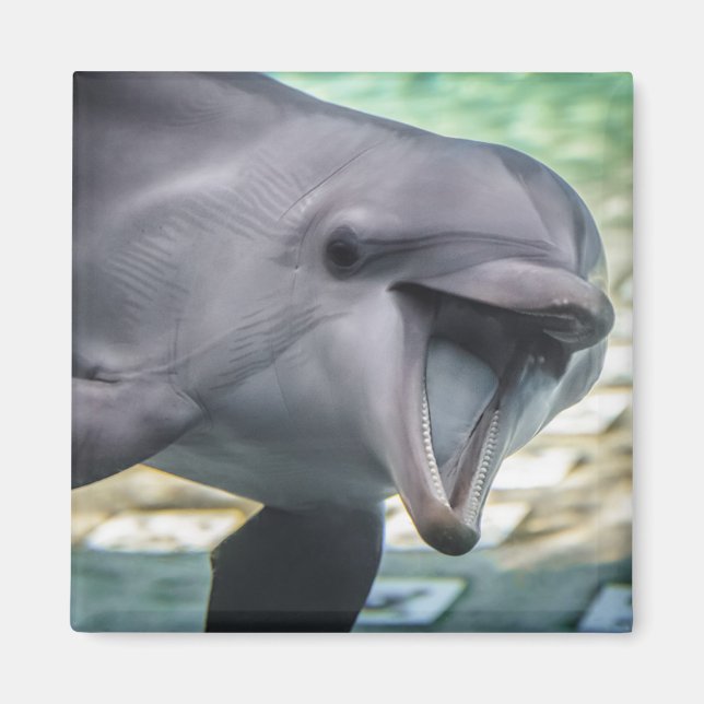 Getty Images | Delphin Magnet (Vorne)