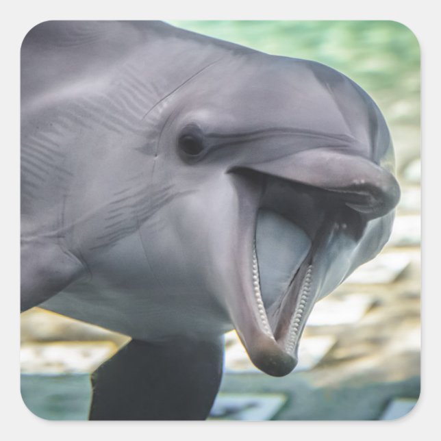 Getty Images | Delphin Quadratischer Aufkleber (Vorderseite)